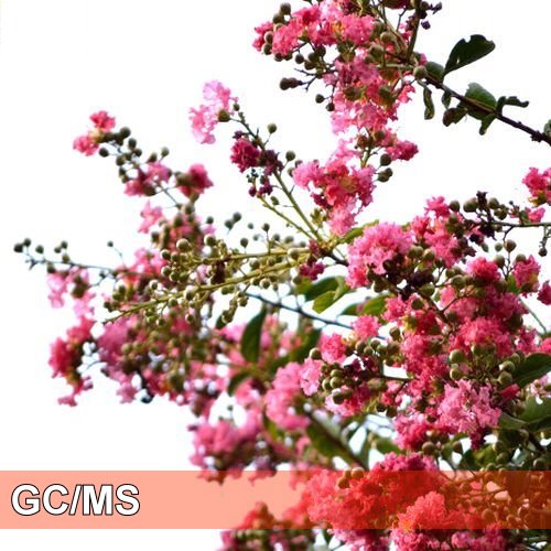 Myrtle-香桃木